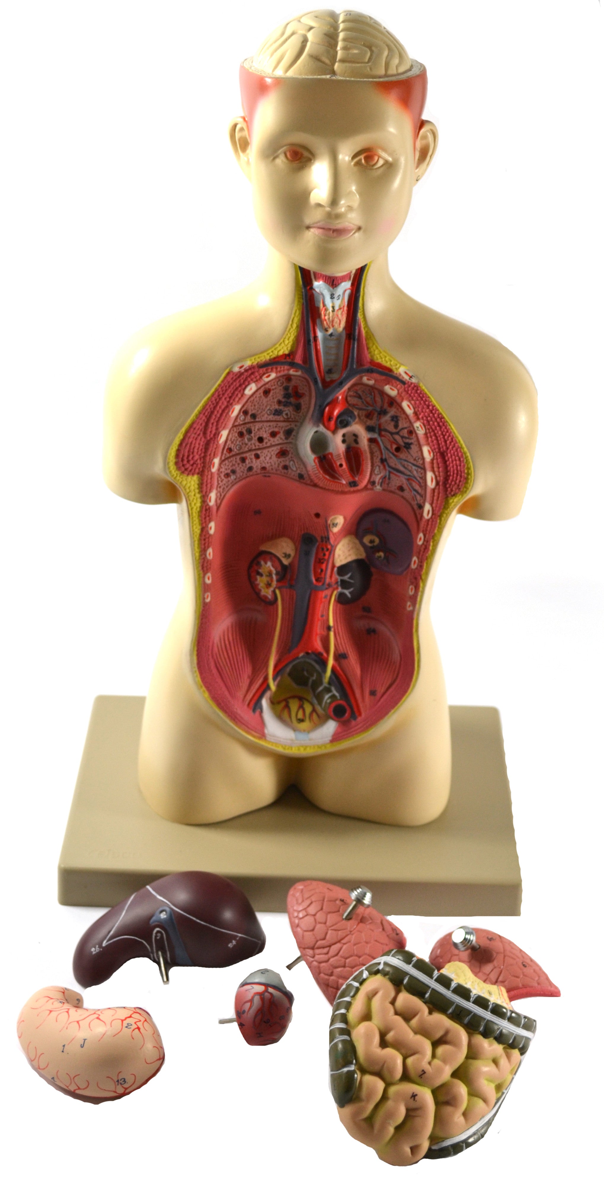 Half-Size Human Torso Model with Light Complexion, 17" Tall
