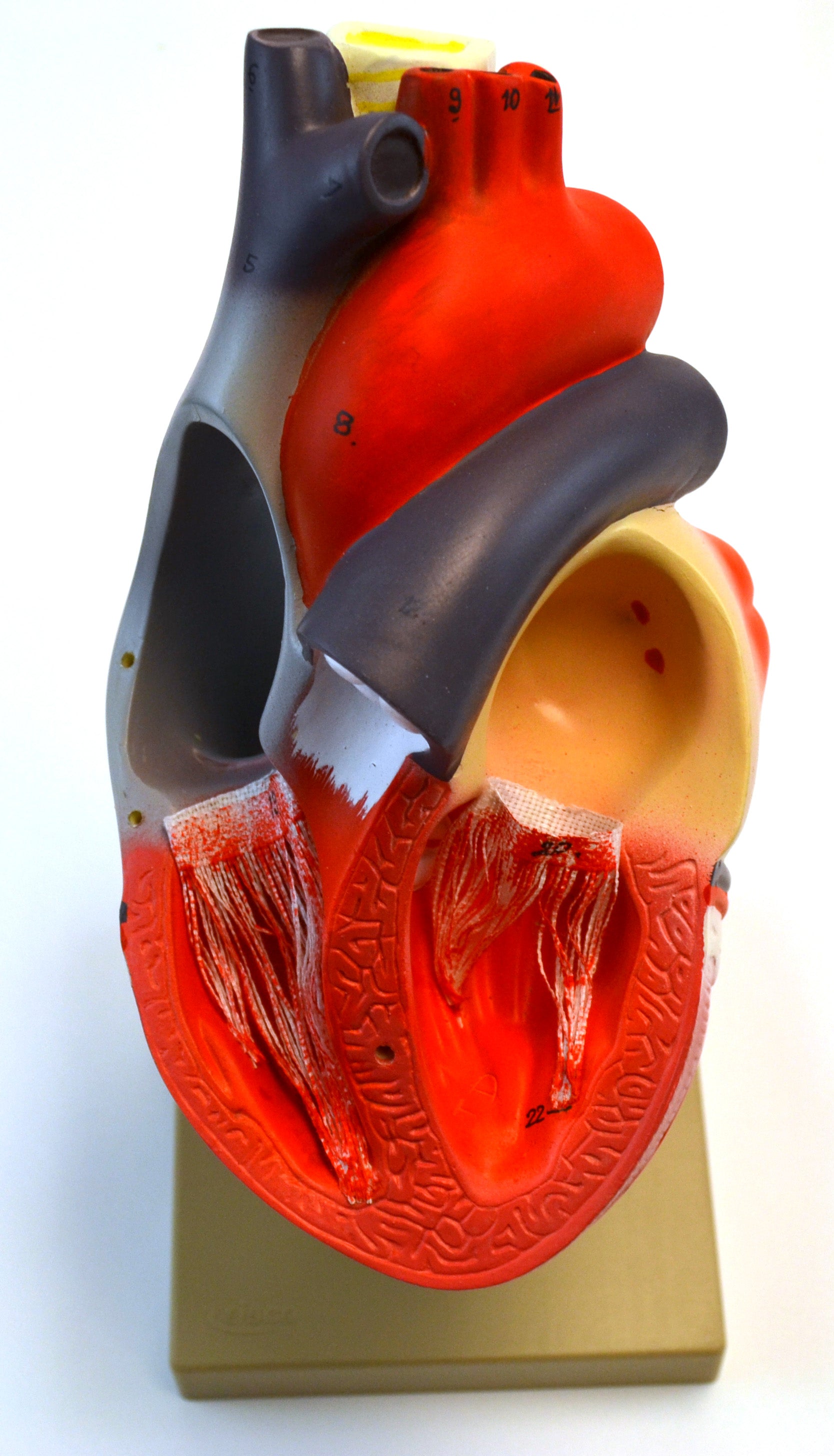 3-Part Human Heart Model, 2X Life Size, 12" Tall