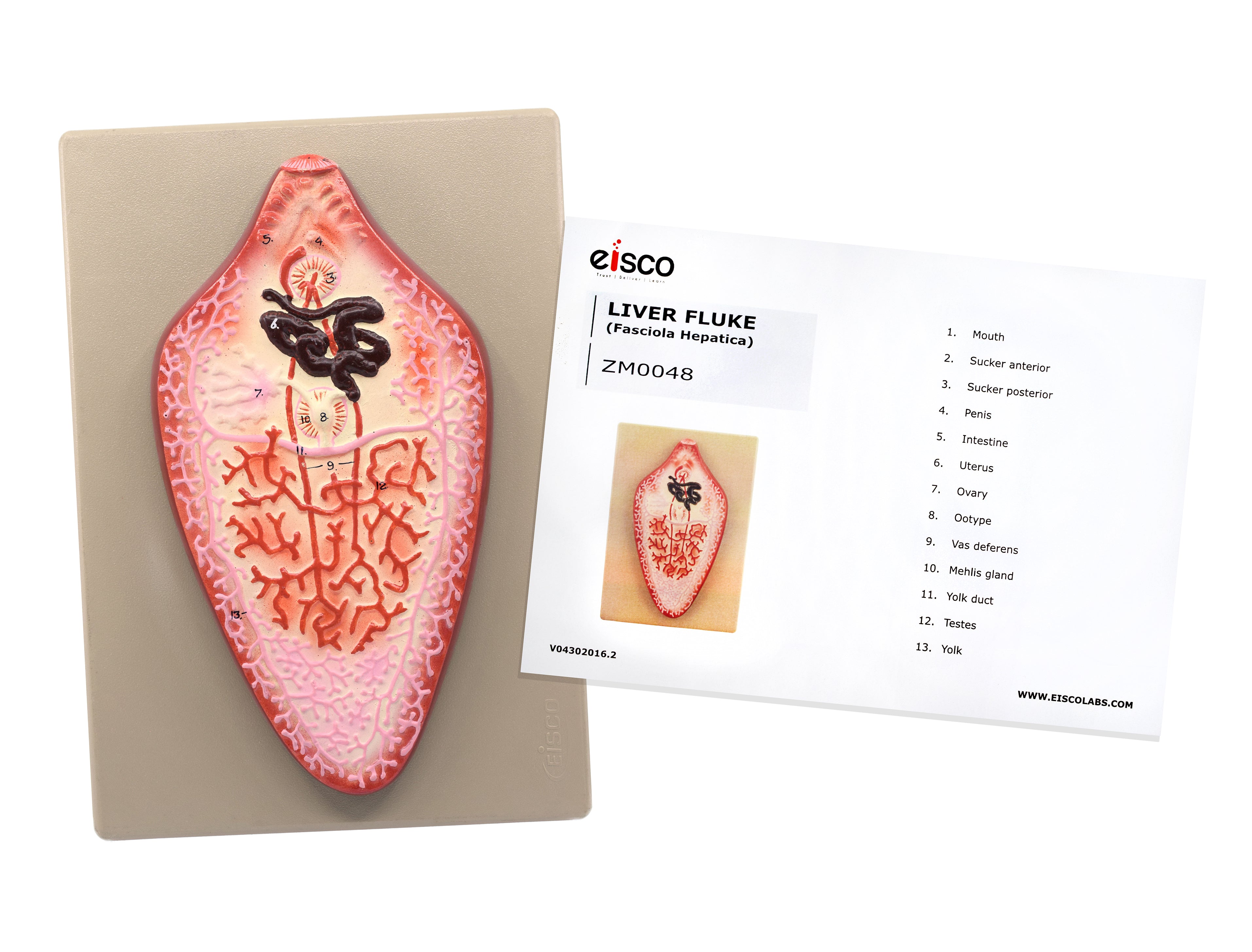 Hand-Painted Liver Fluke Worm Anatomical Model with Numbered Structures, 10 x 7 inch