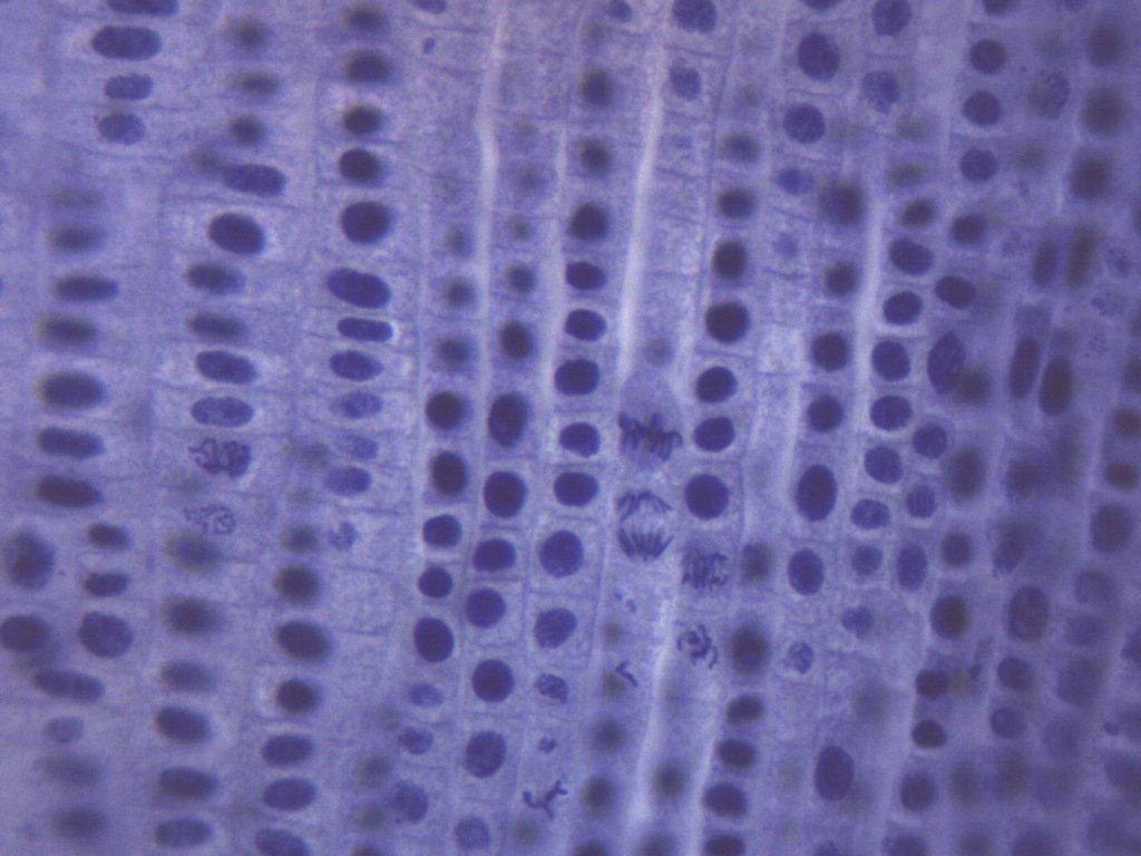 Allium Root Tips Mitosis Prepared Microscope Slide