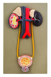 Human Urinary Organs Model with Kidney and Bladder, 15 x 9"