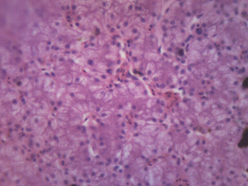 Frog Liver Section Prepared Microscope Slide