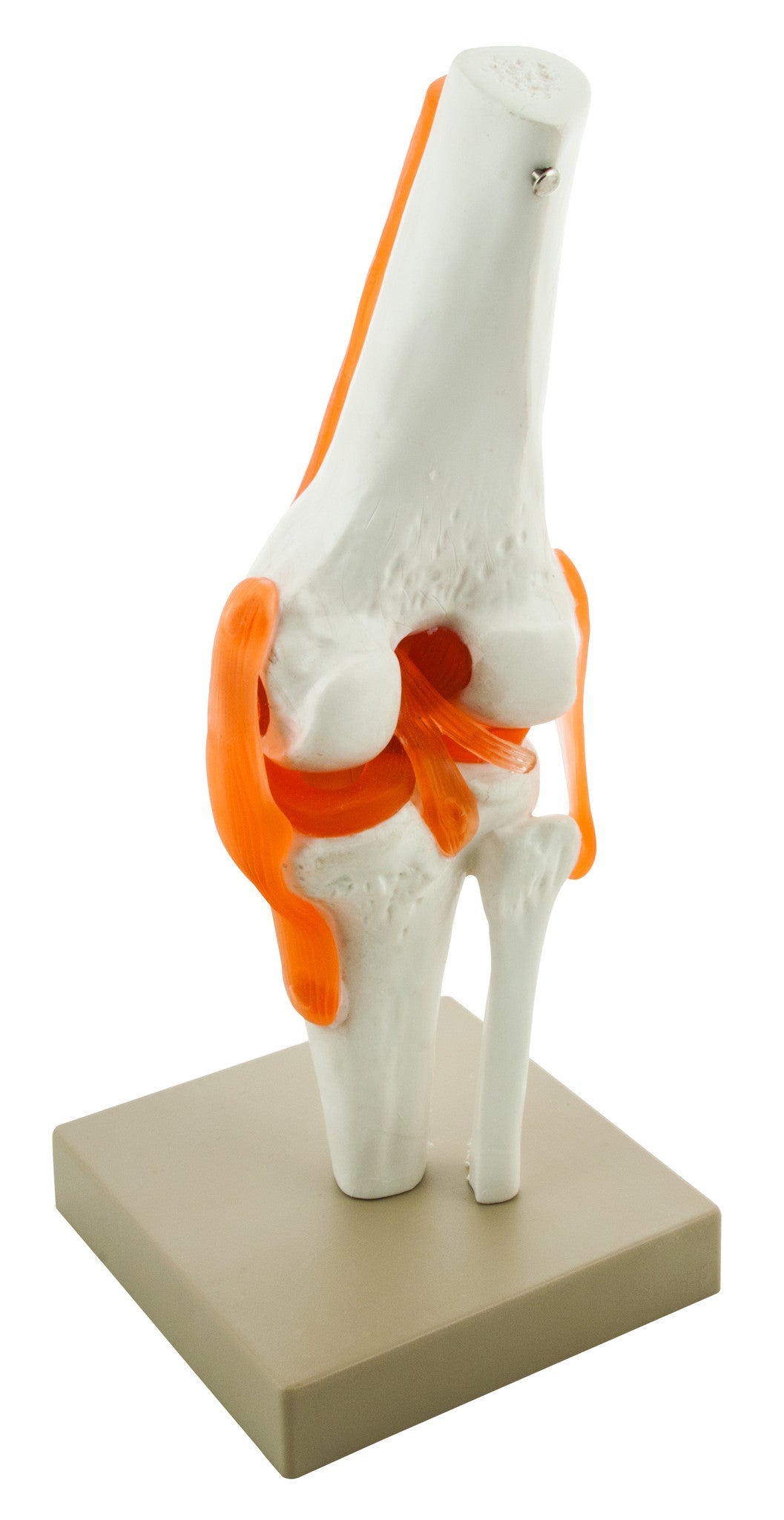 Functional Human Knee Joint Model