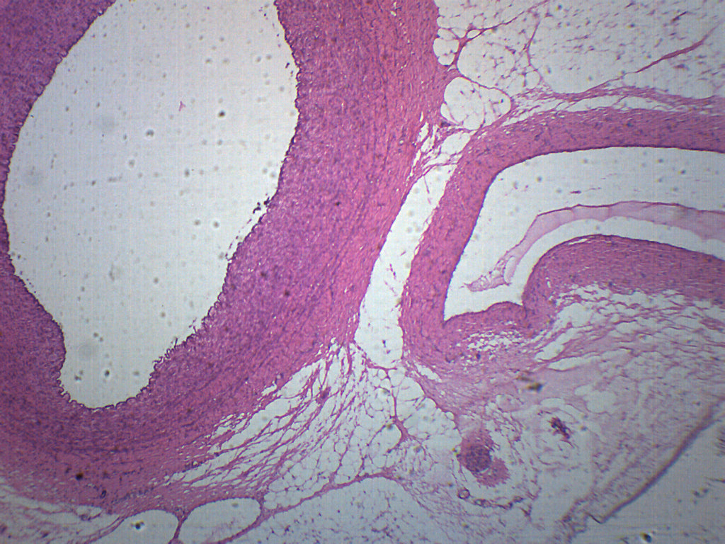 Human Artery, Vein and Nerve Cross-Section Prepared Microscope Slide