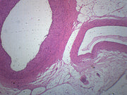 Human Artery, Vein and Nerve Cross-Section Prepared Microscope Slide