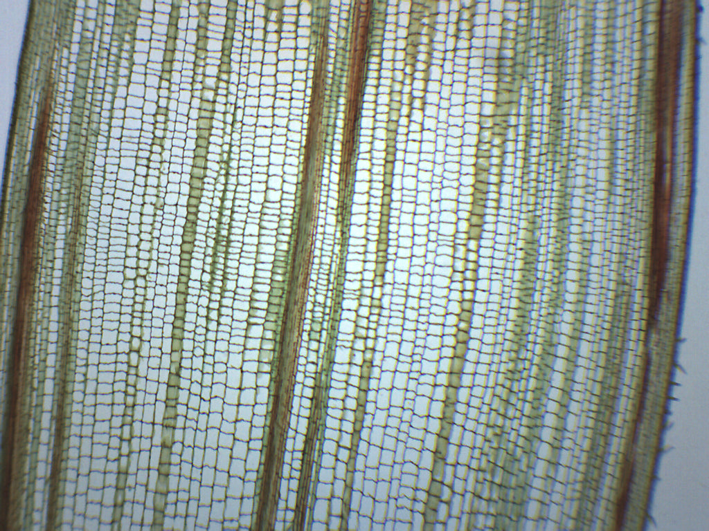 Zea Mays Stem Cross and Longitudinal Section Prepared Microscope Slide