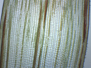 Zea Mays Stem Cross and Longitudinal Section Prepared Microscope Slide