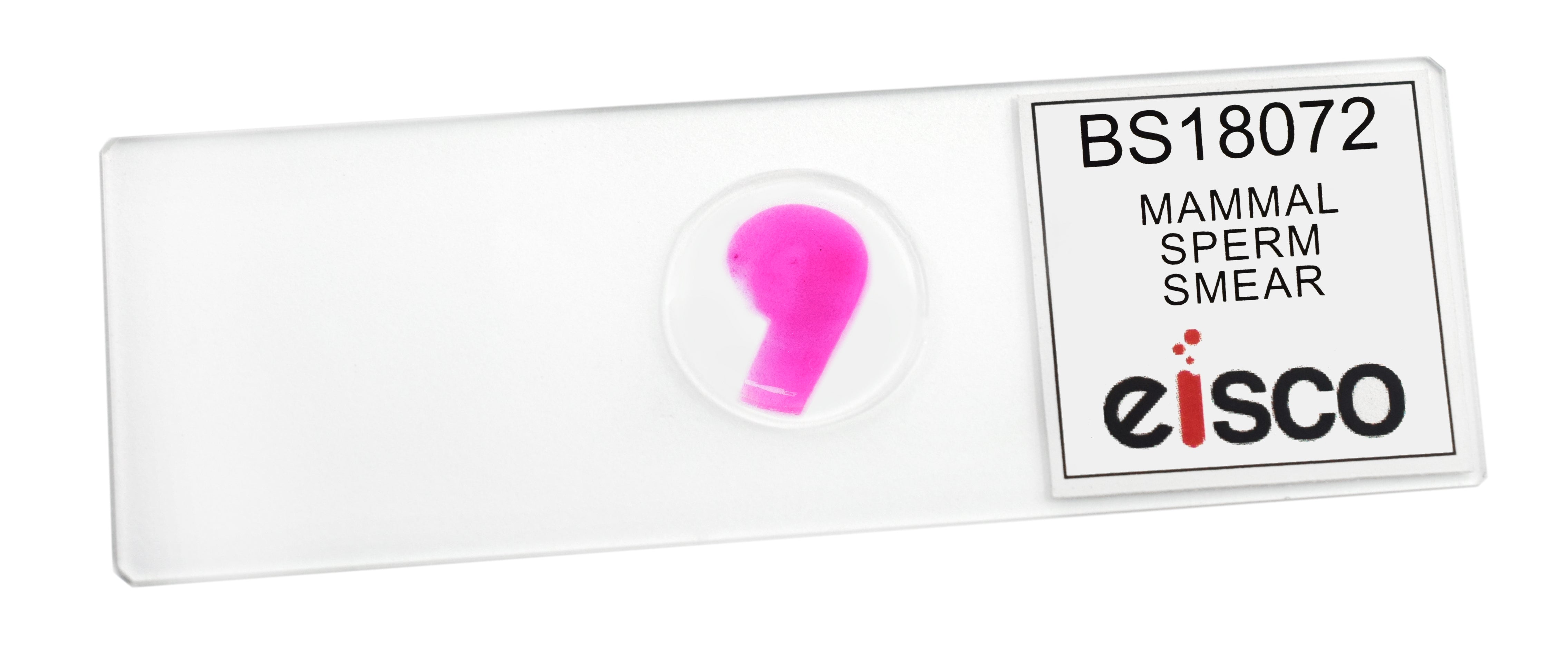 Sperm Smear (Mammal) Prepared Microscope Slide