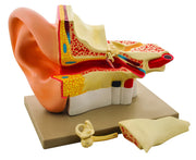 Giant Human Ear Model, 4-Part