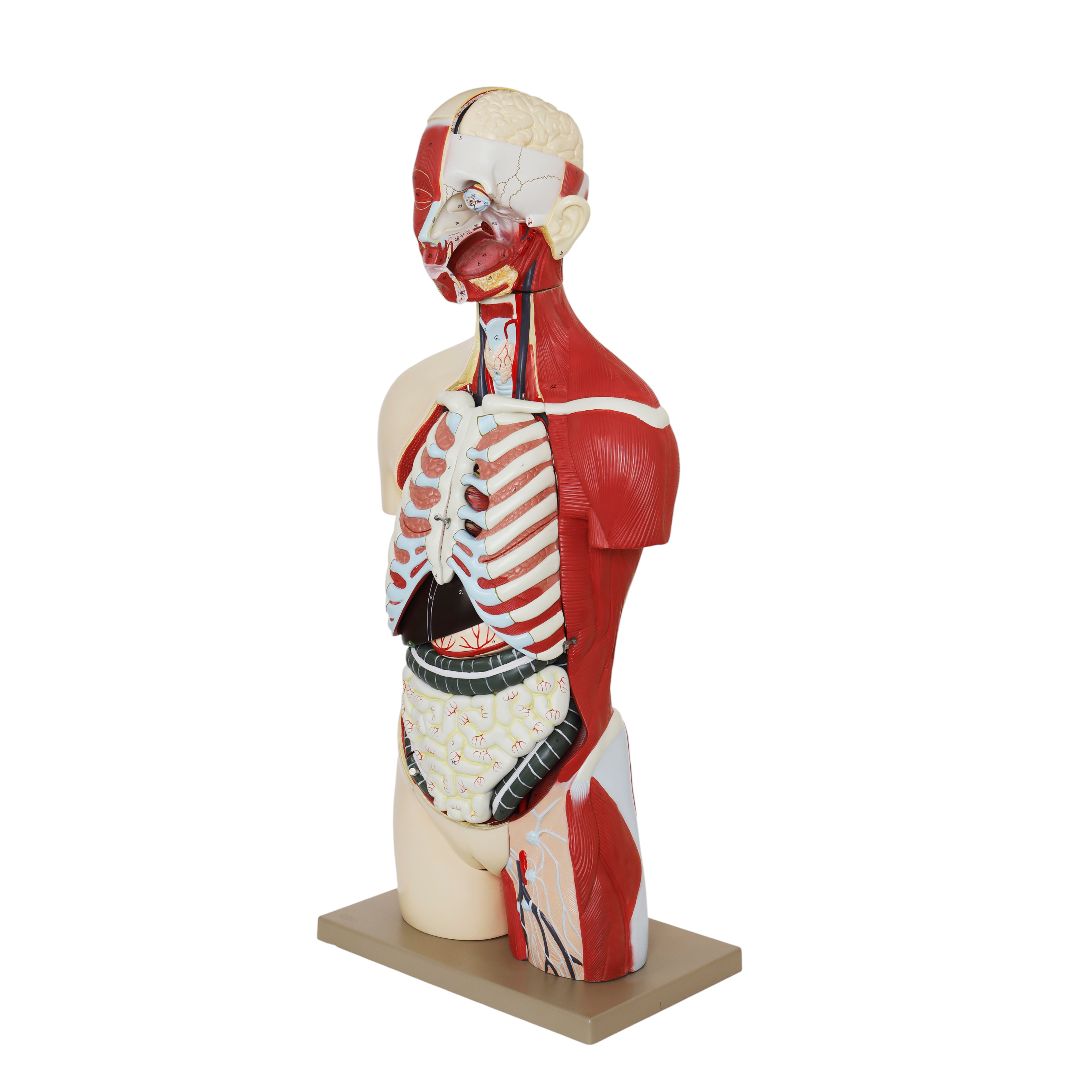 Life-Size Female Human Torso Model with Open Back, 35" Tall, 19-Part