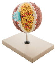 Cholesterol Molecule Model