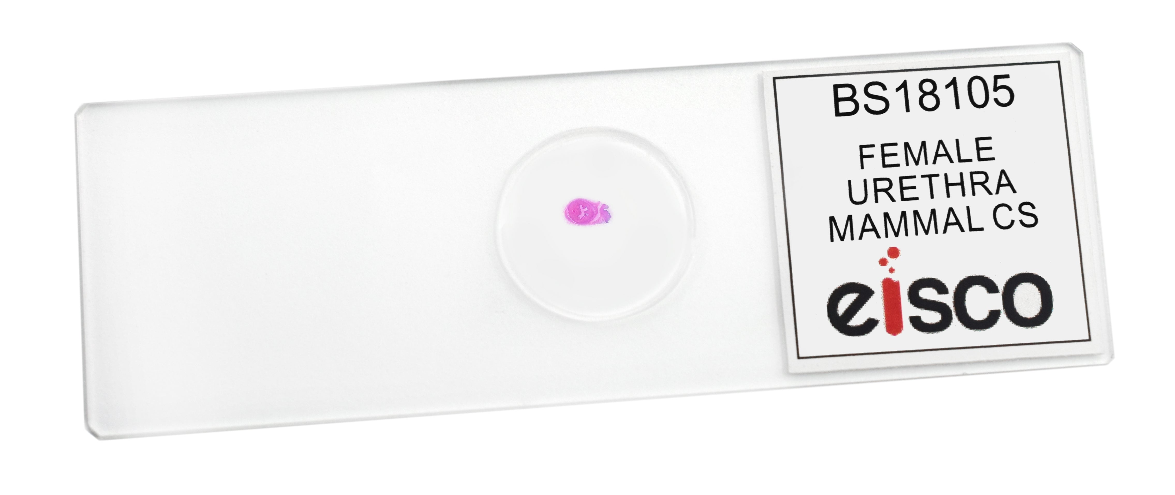 Female Urethra Cross-Section Prepared Microscope Slide