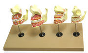 Human Dentition Model, 4 Stages, 8-Piece