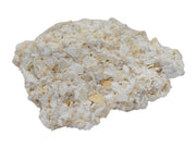 Coquina Specimen
