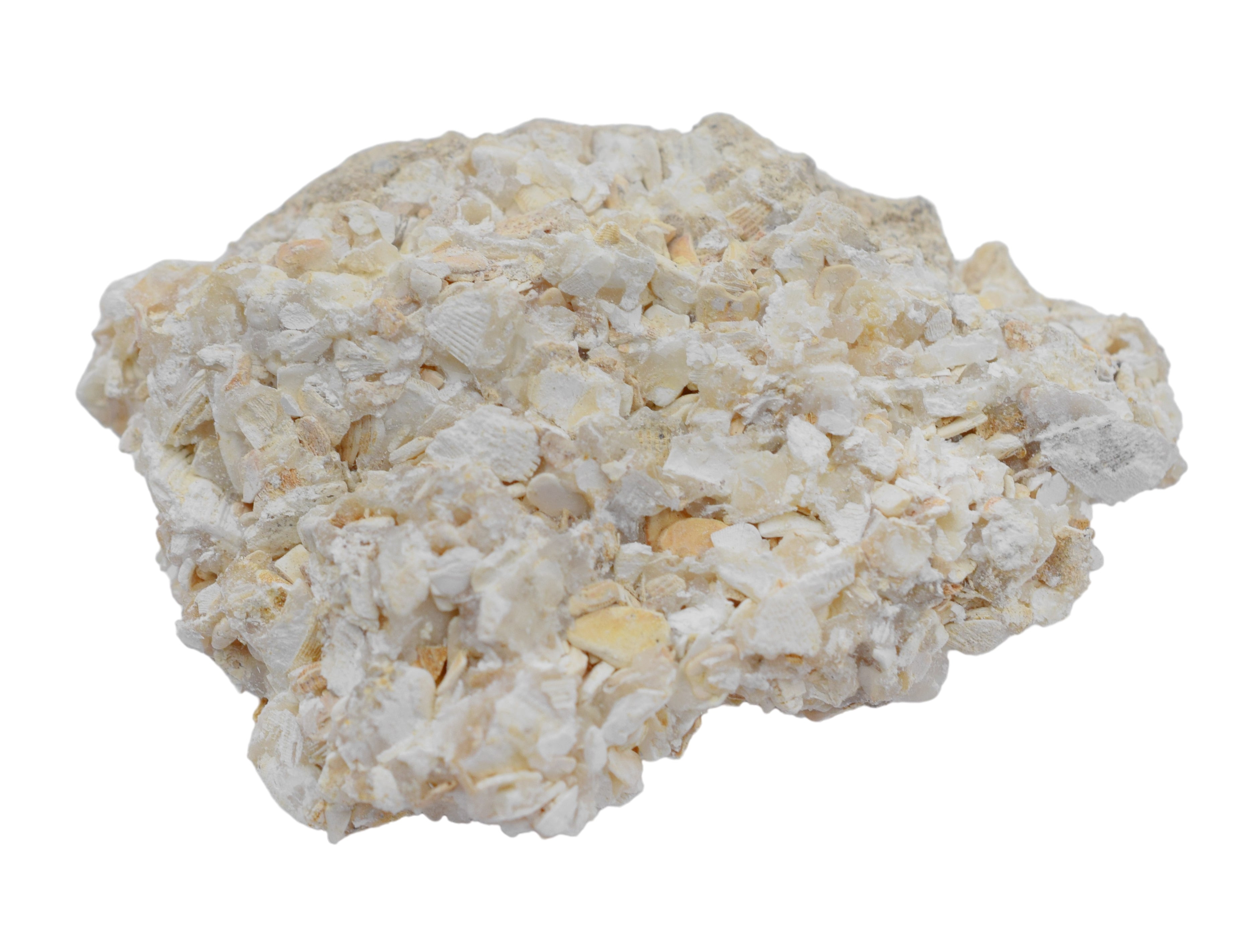 Coquina Specimen