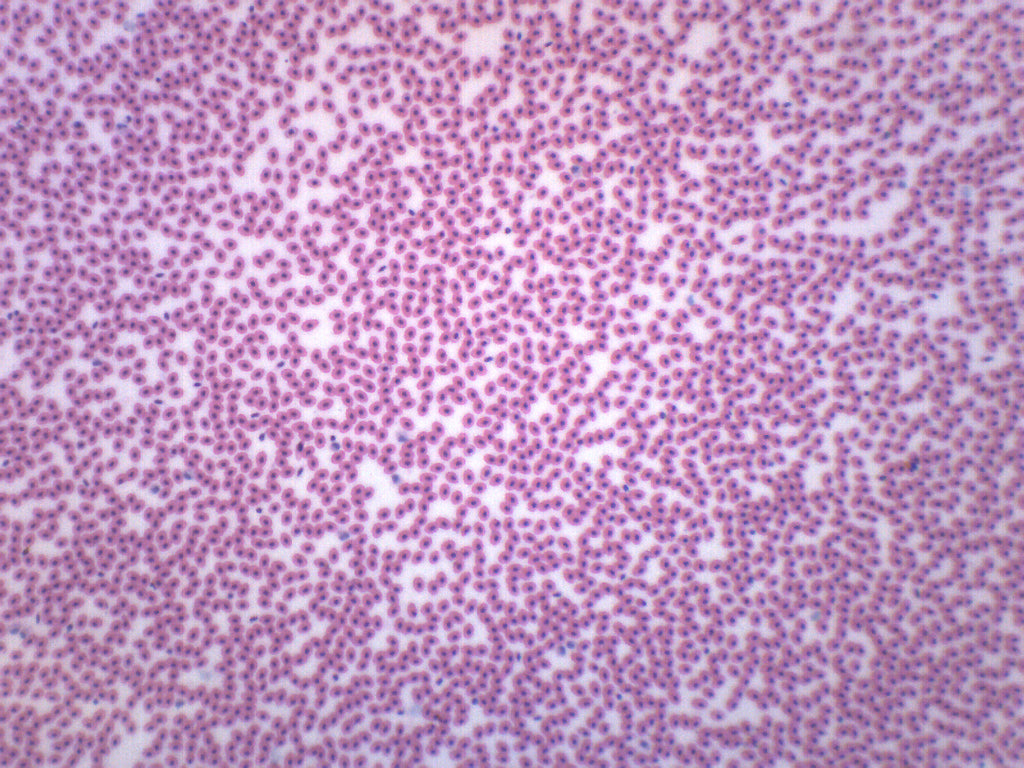 Amphiuma Blood Smear Prepared Microscope Slide