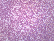 Amphiuma Blood Smear Prepared Microscope Slide