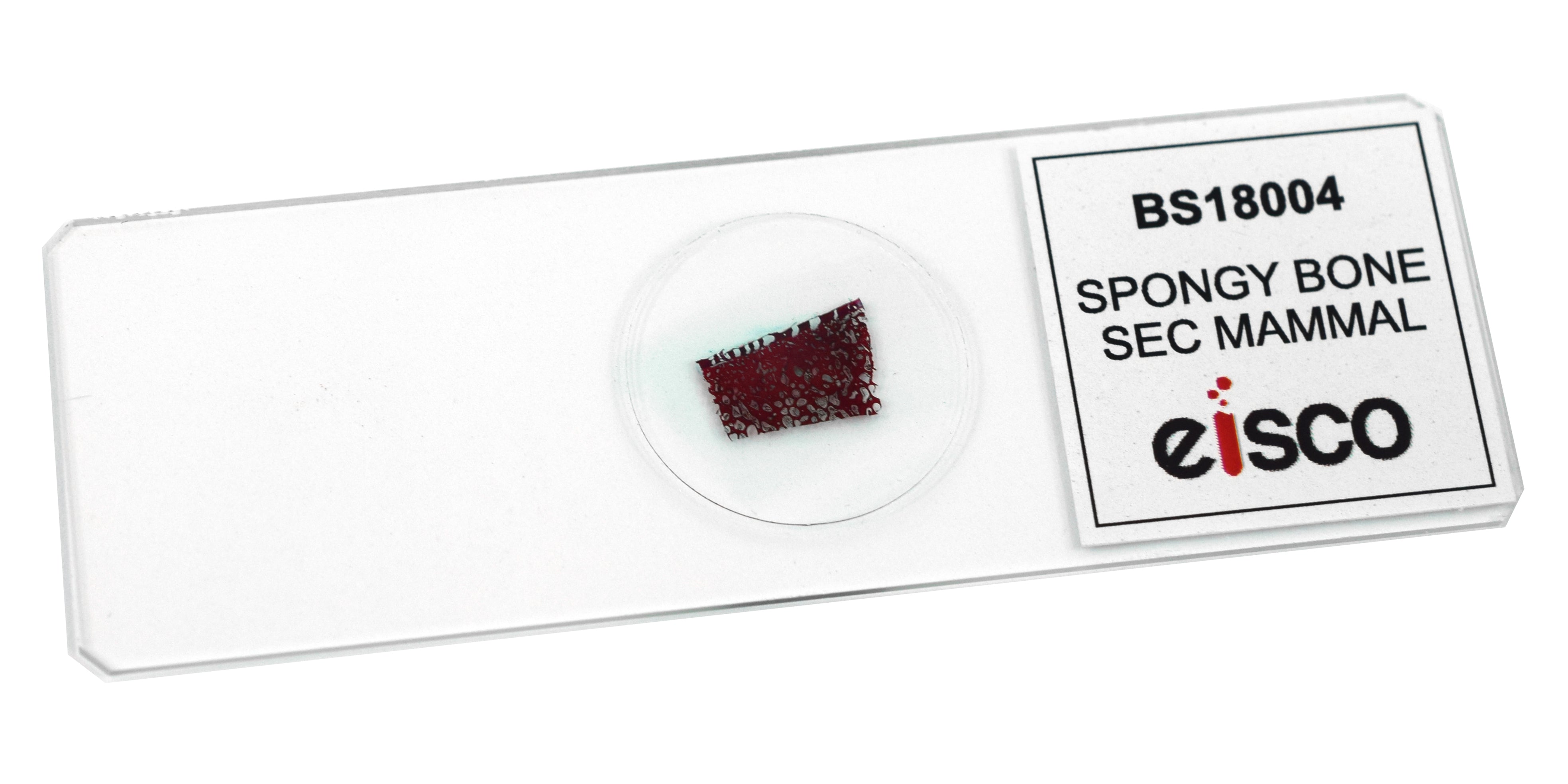 Spongy Bone (Mammal) Prepared Microscope Slide