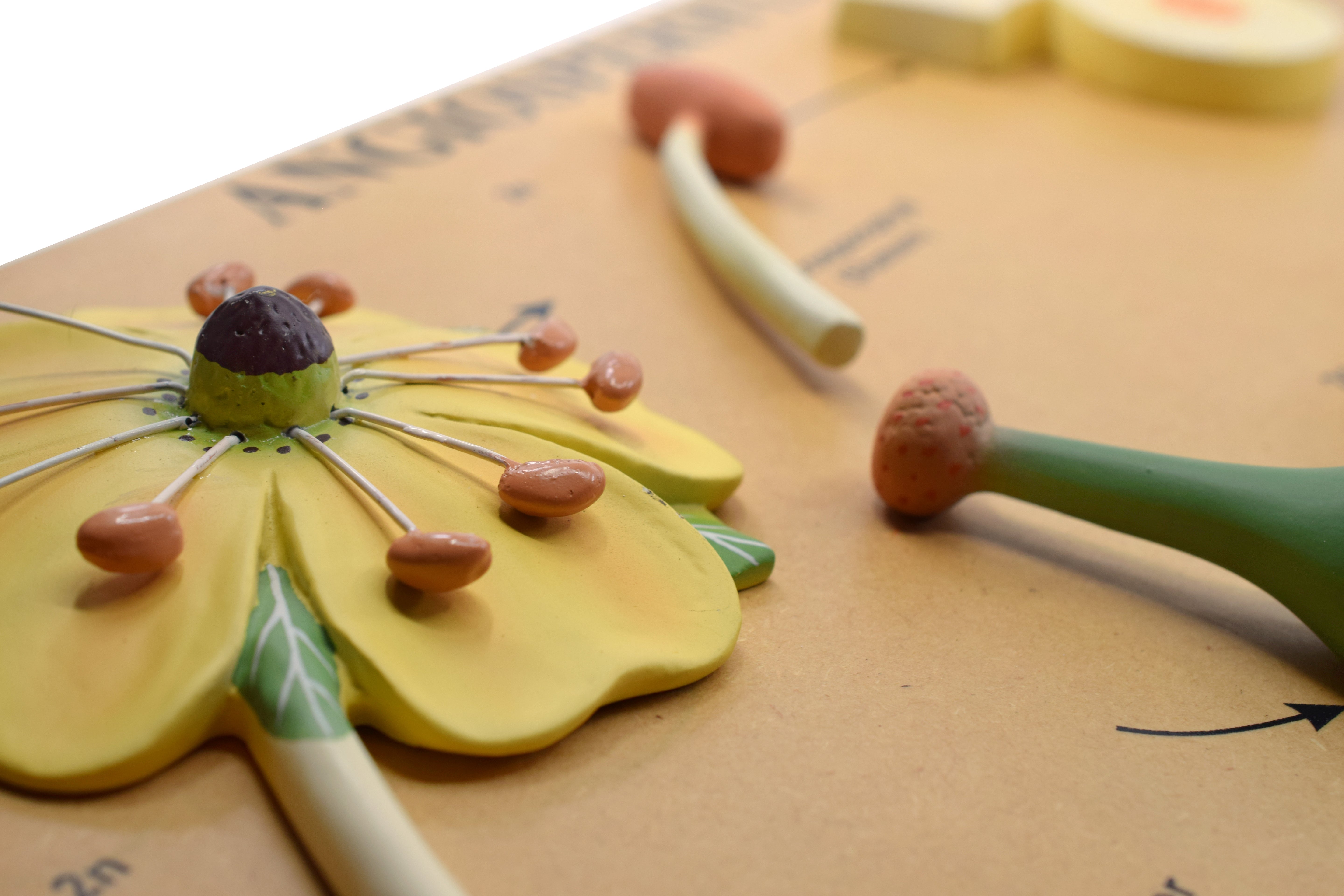 3D Life History of Angiosperms Model, 24 x 18 x 2"