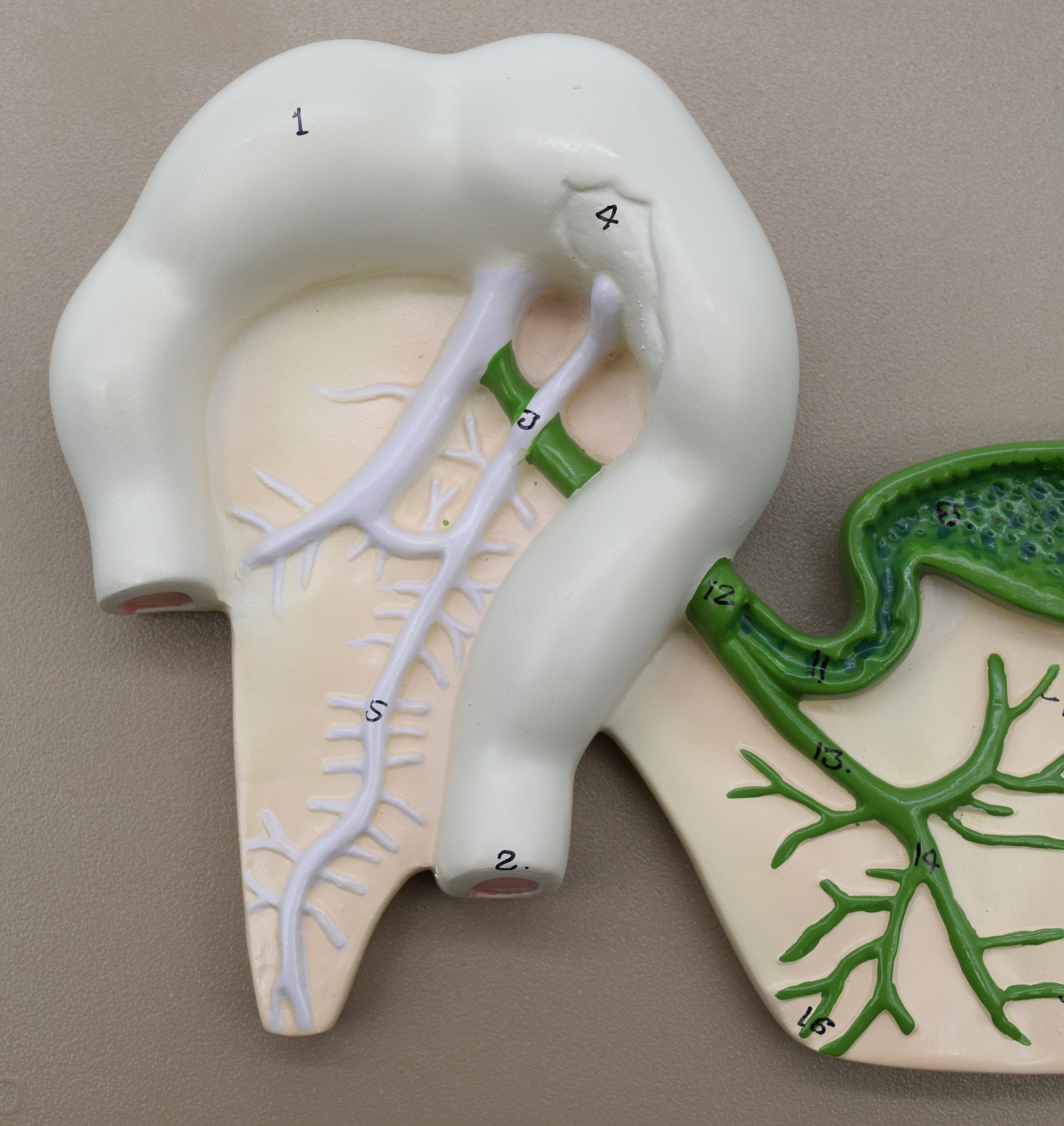 Human Pancreatic Duct Model, 10 x 7" on Base