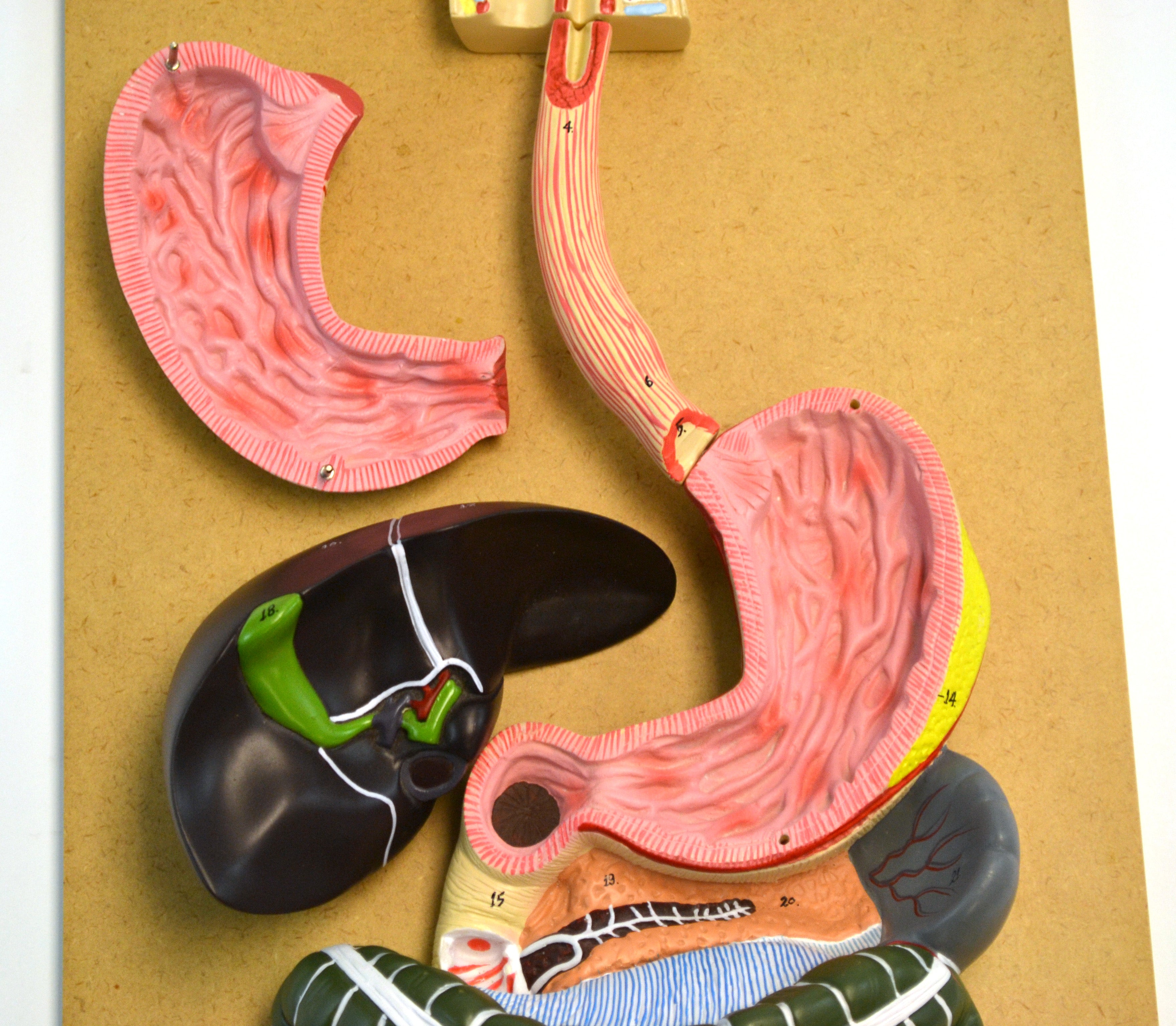 Life-Size Human Digestive System Model, 32" Tall, 3-Part with Removable Stomach