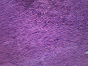 Smooth Muscle (Mammal) Longitudinal Section Prepared Microscope Slide