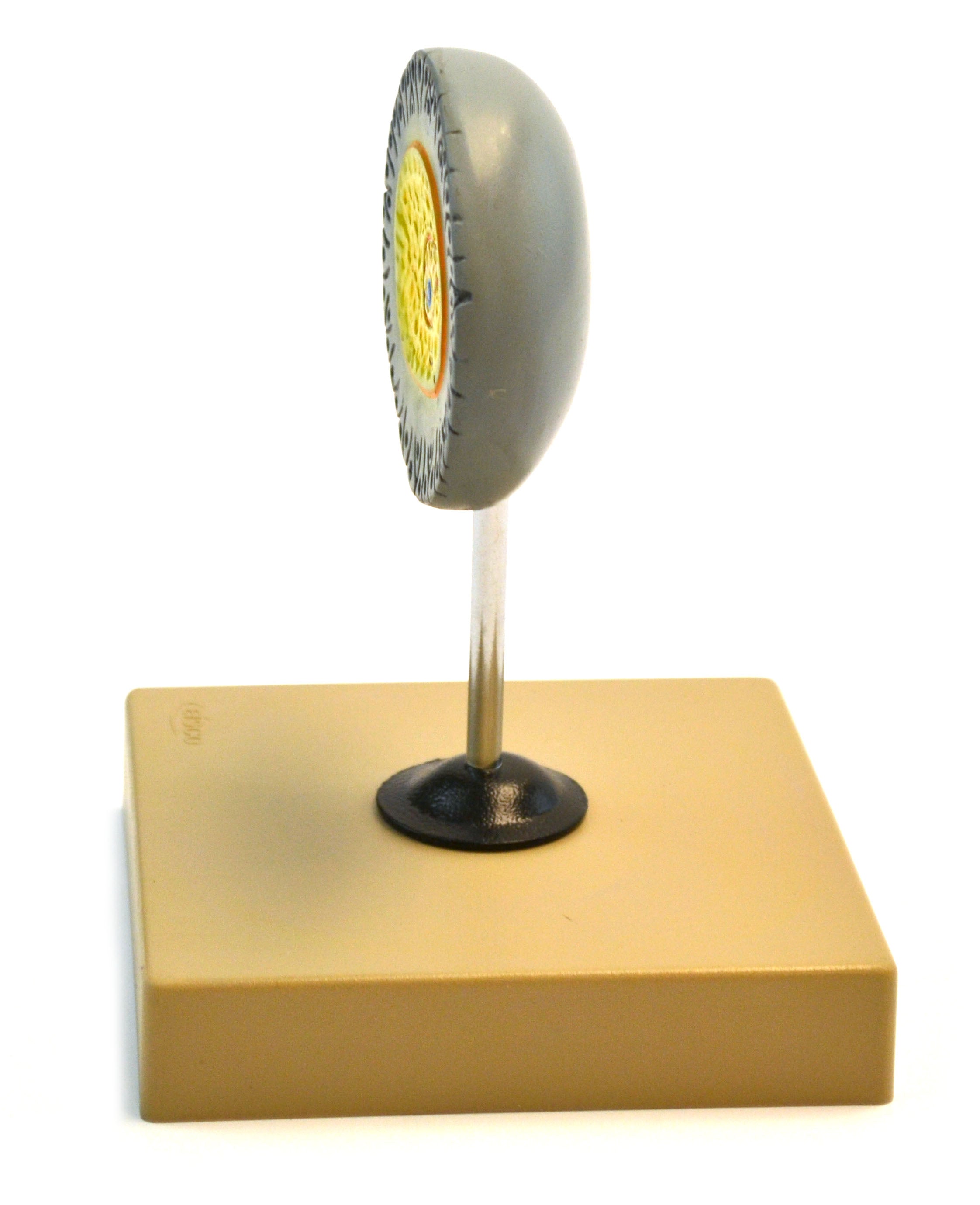 Human Female Egg Model, 6.5" on Base