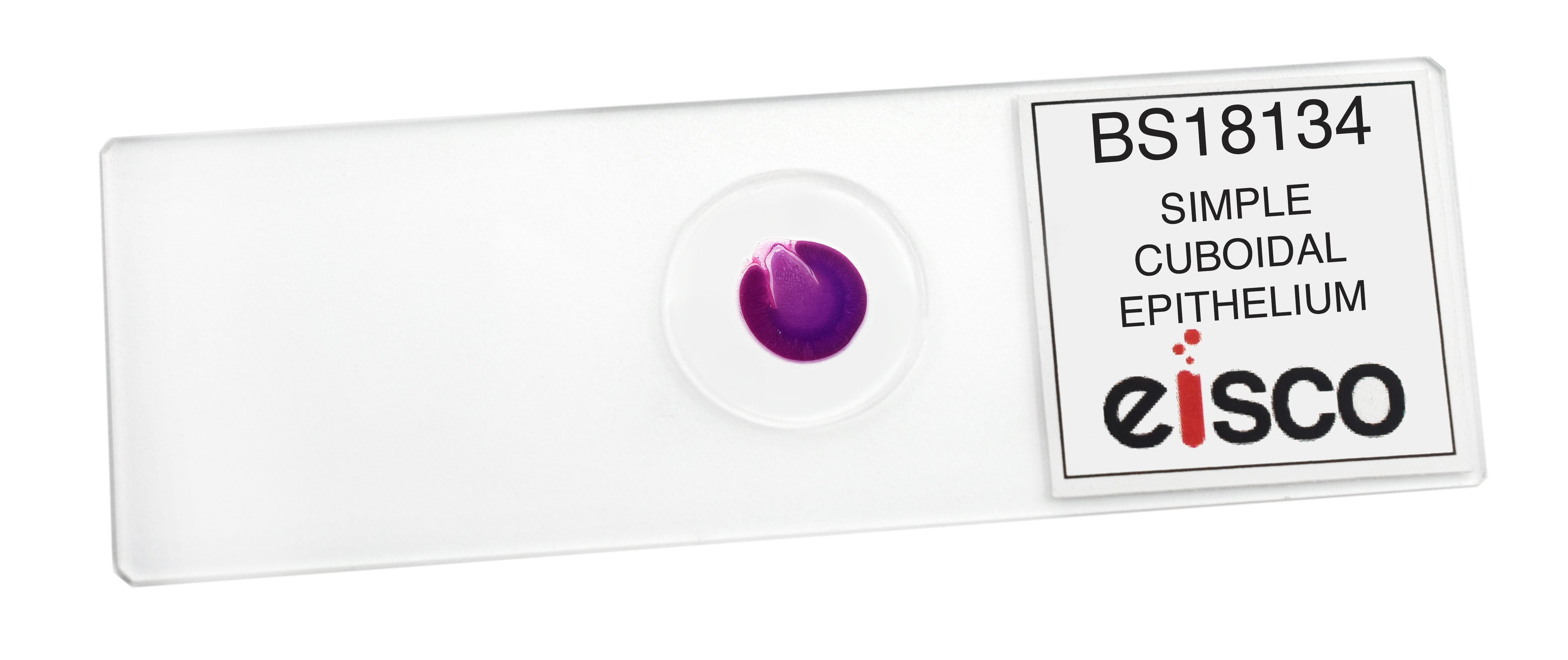 Simple Cuboidal Epithelium Prepared Microscope Slide, General