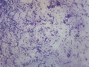 Escherichia Coli Smear Gram Stain Prepared Microscope Slide