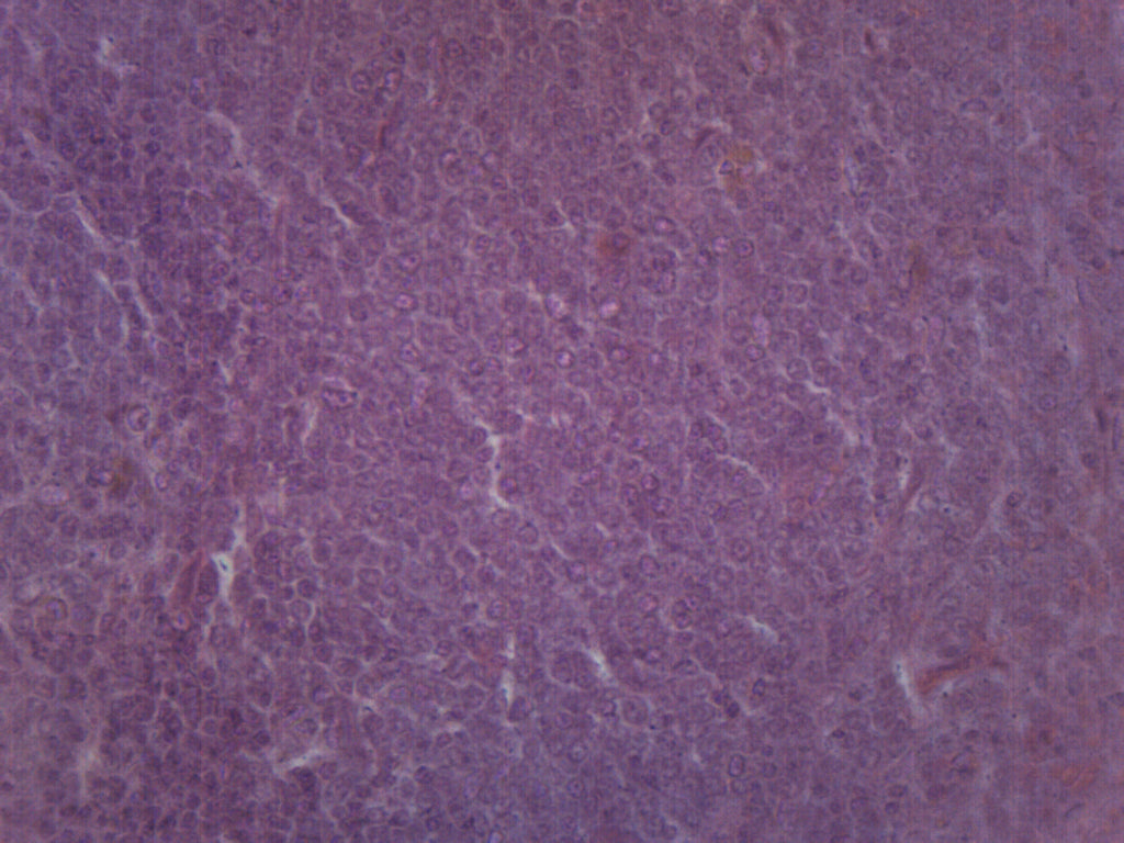 Spleen Section Prepared Microscope Slide