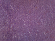 Spleen Section Prepared Microscope Slide