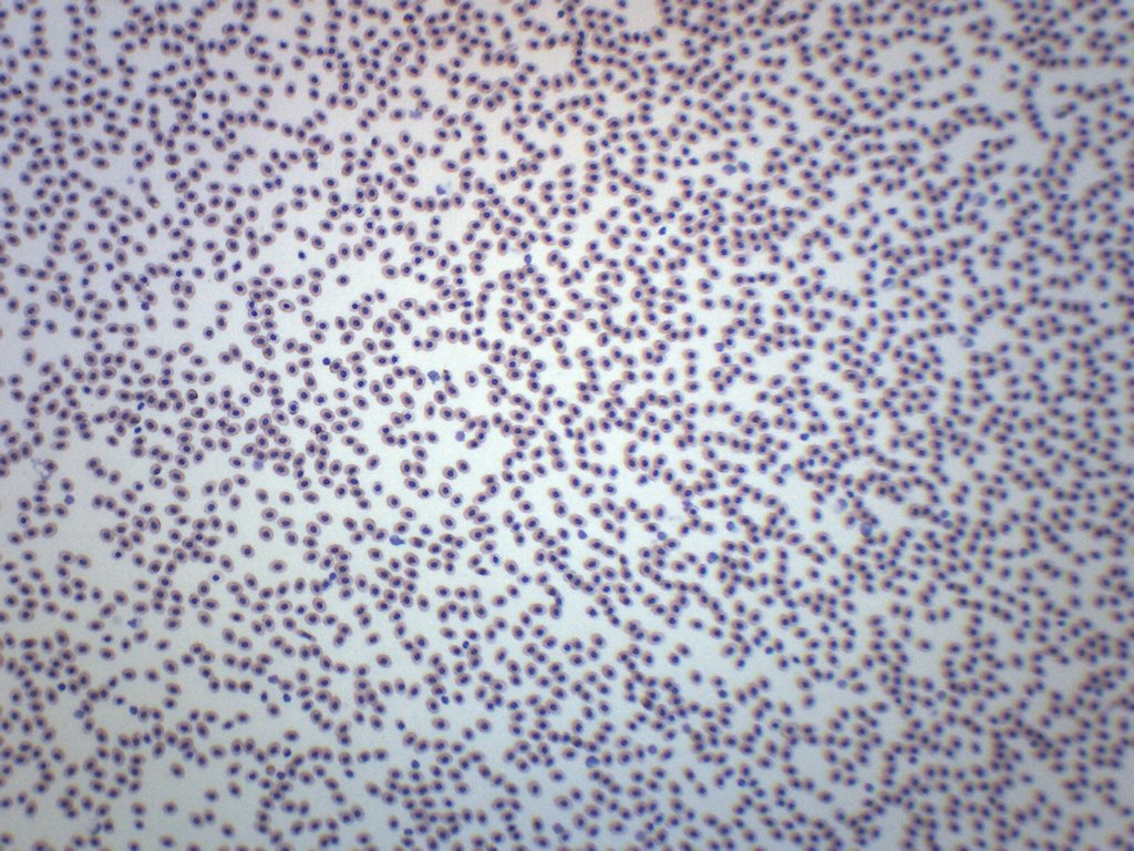 Frog Blood Smear Wholemount Prepared Microscope Slide, Alternate