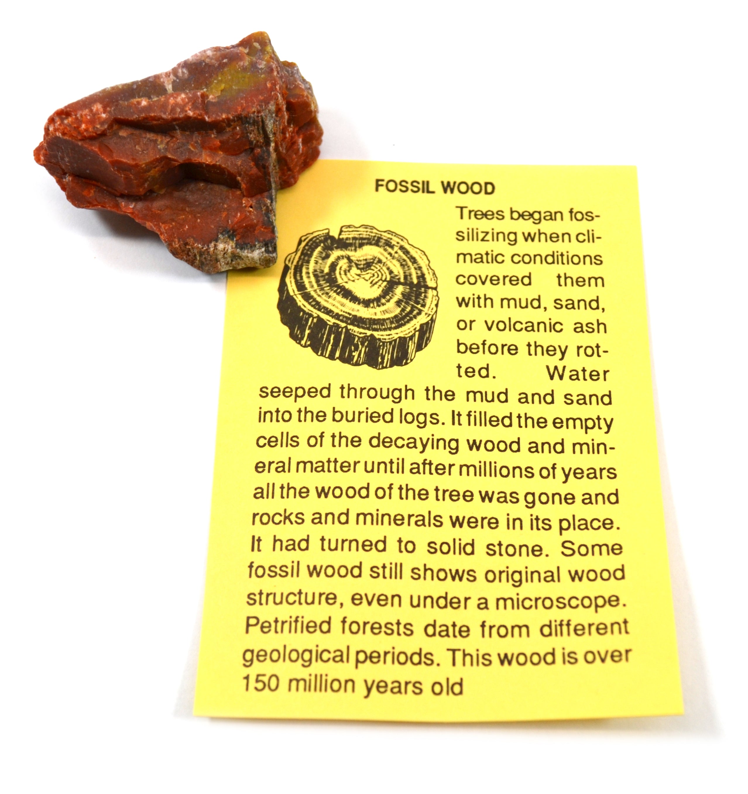 12-Piece Deluxe Authentic Fossil Collection with Information Cards