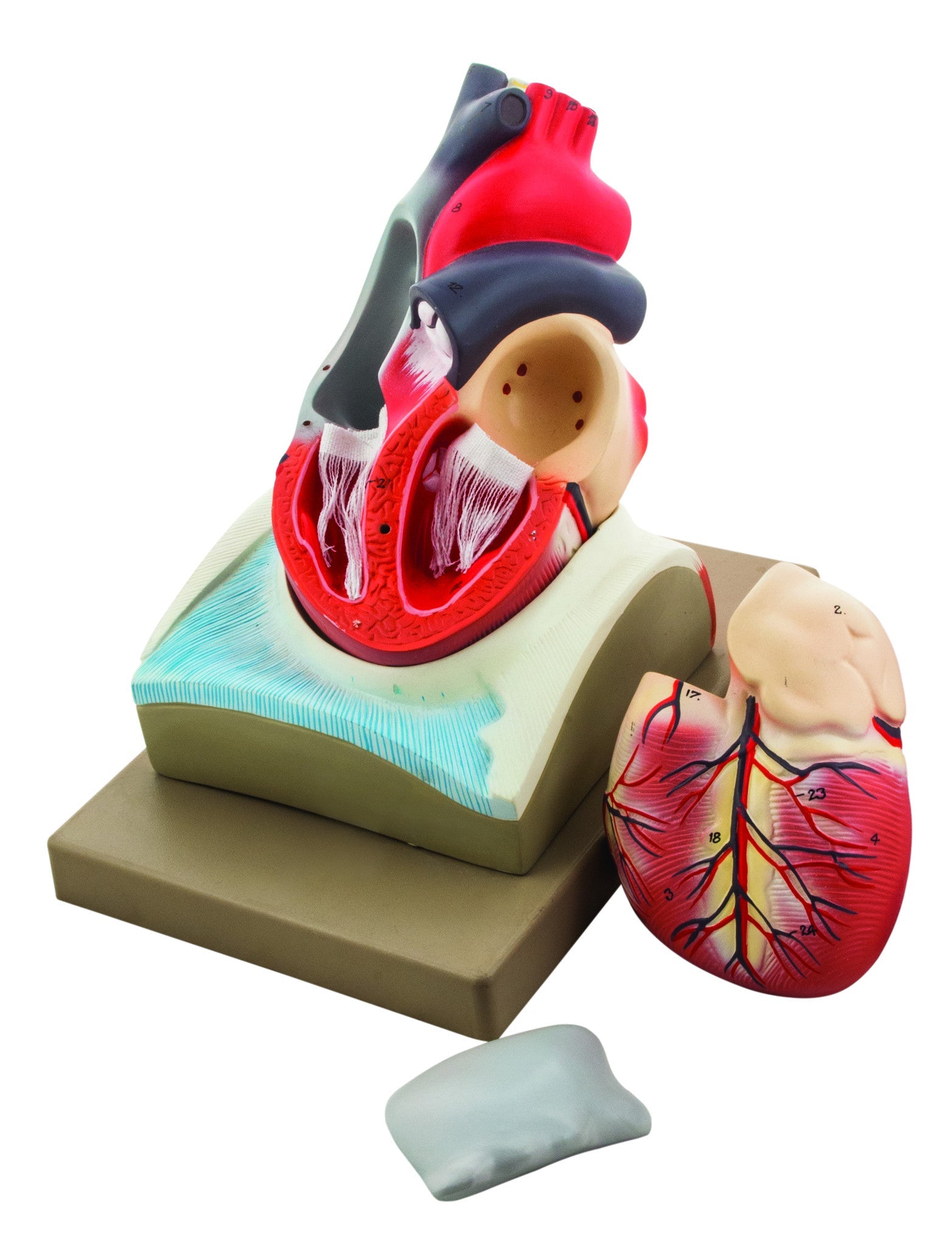 Human Heart Model with Diaphragm, 8" Tall