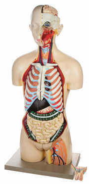 Life-Size Dual-Sex Human Torso Model with Reproductive Organs, 34" Tall, 28-Part