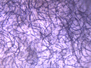 Nostoc Cross-Section with FS and FG Stain Prepared Microscope Slide