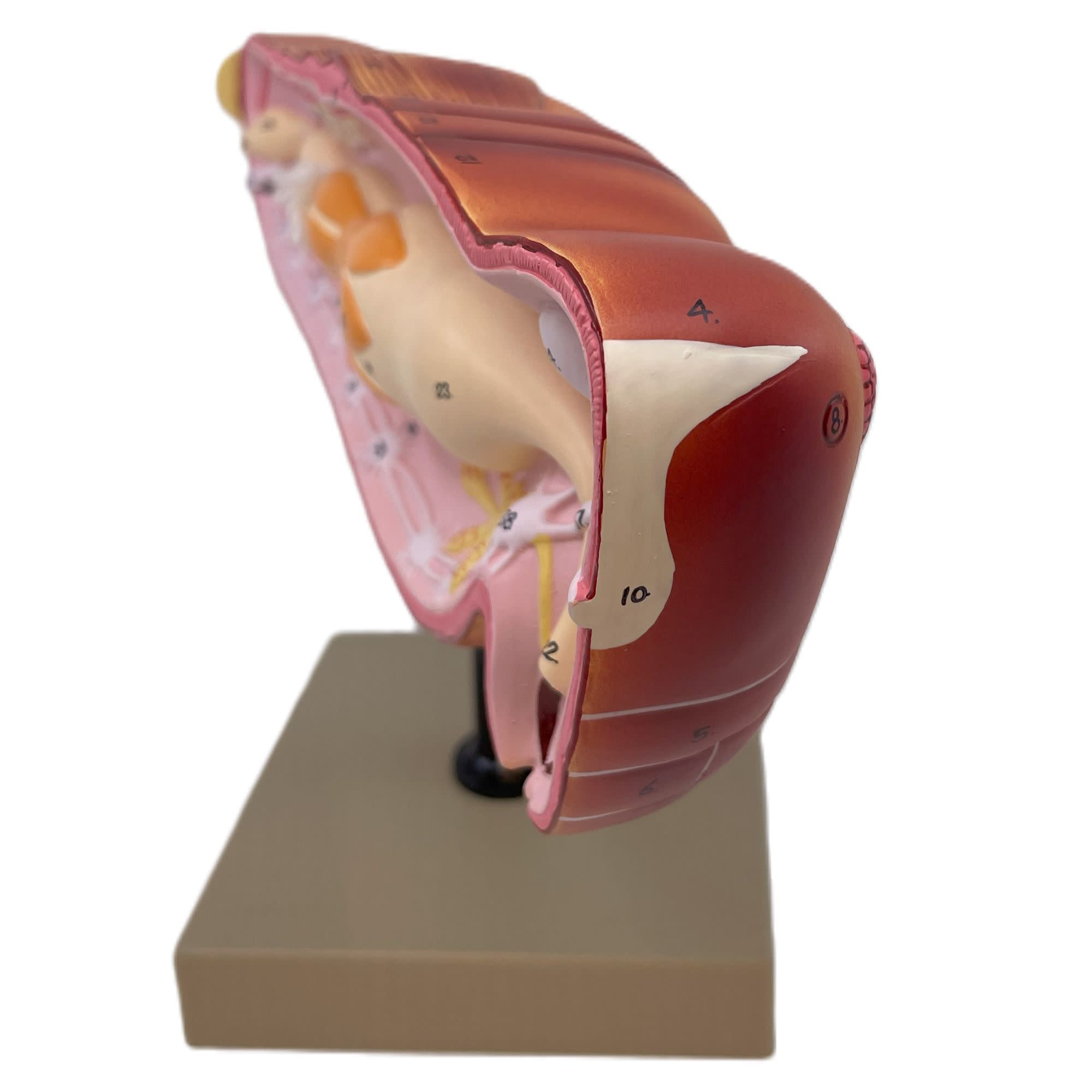 Hand-Painted Locust Dissection Anatomical Model
