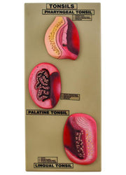 Premium Tonsils Model with 3D View, Hand-Painted