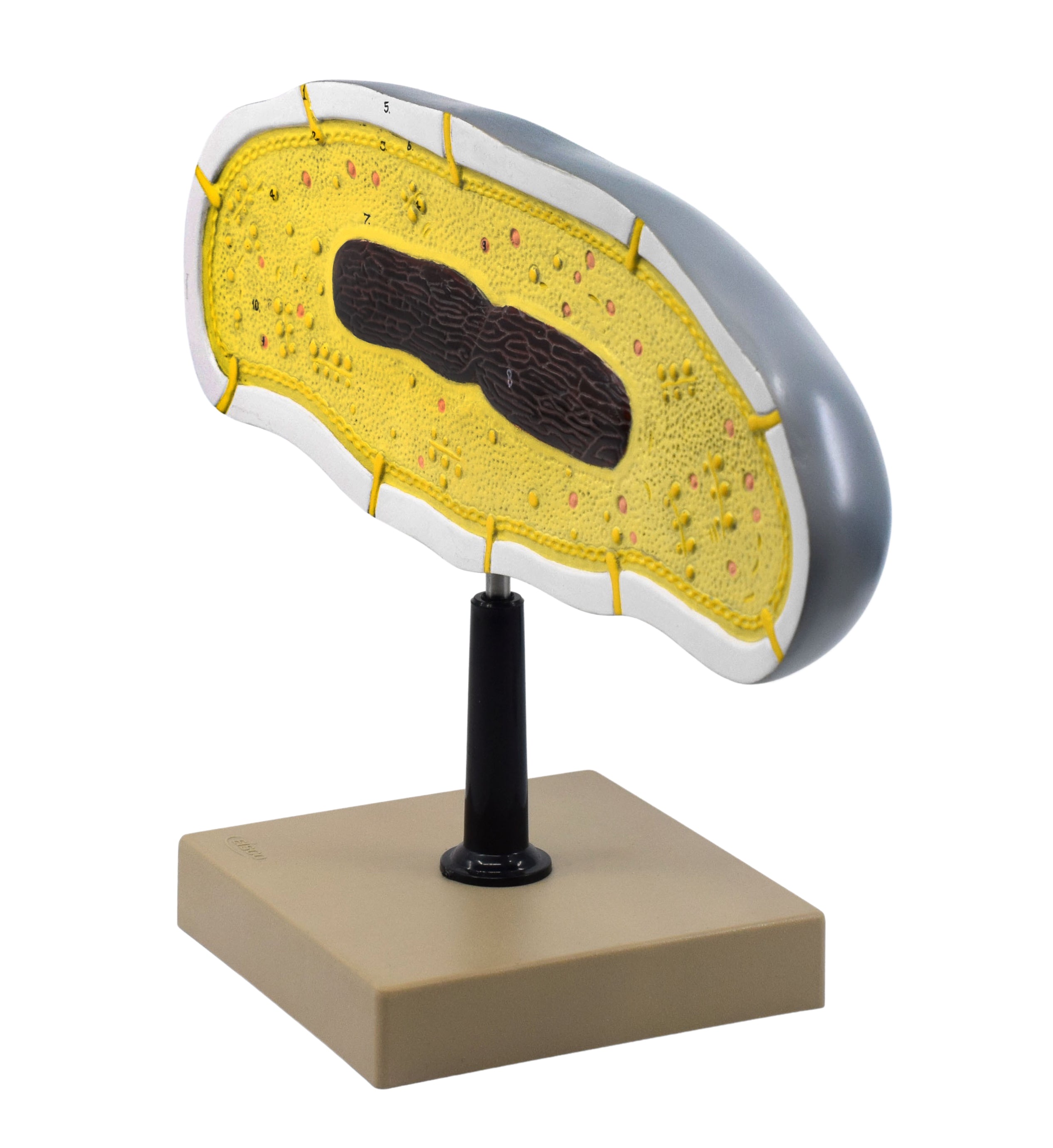 Bacteria Cell Structure Anatomical Model with 10 Labeled Structures on Stand