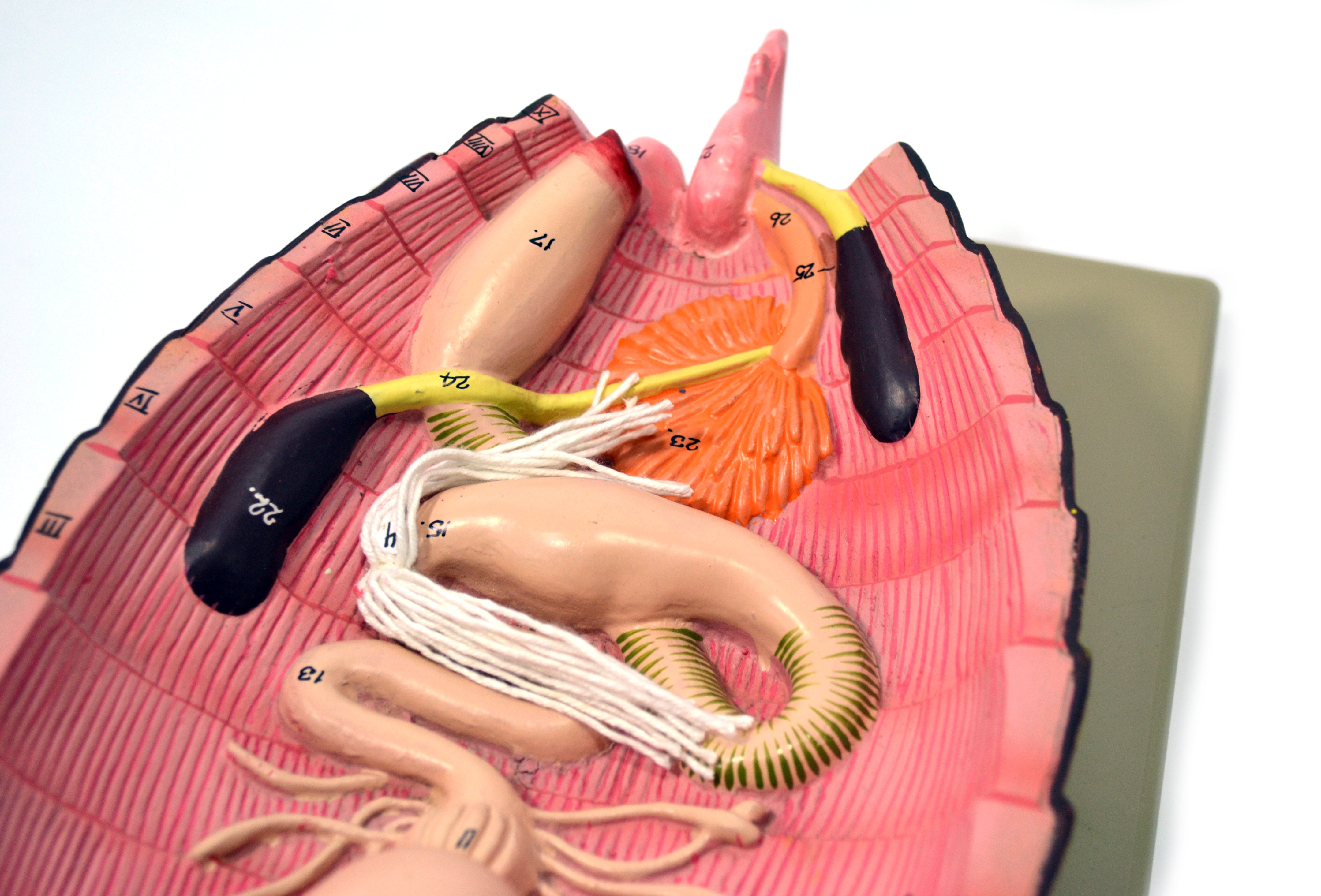 Cockroach Dissection Anatomical Model with English Keycard