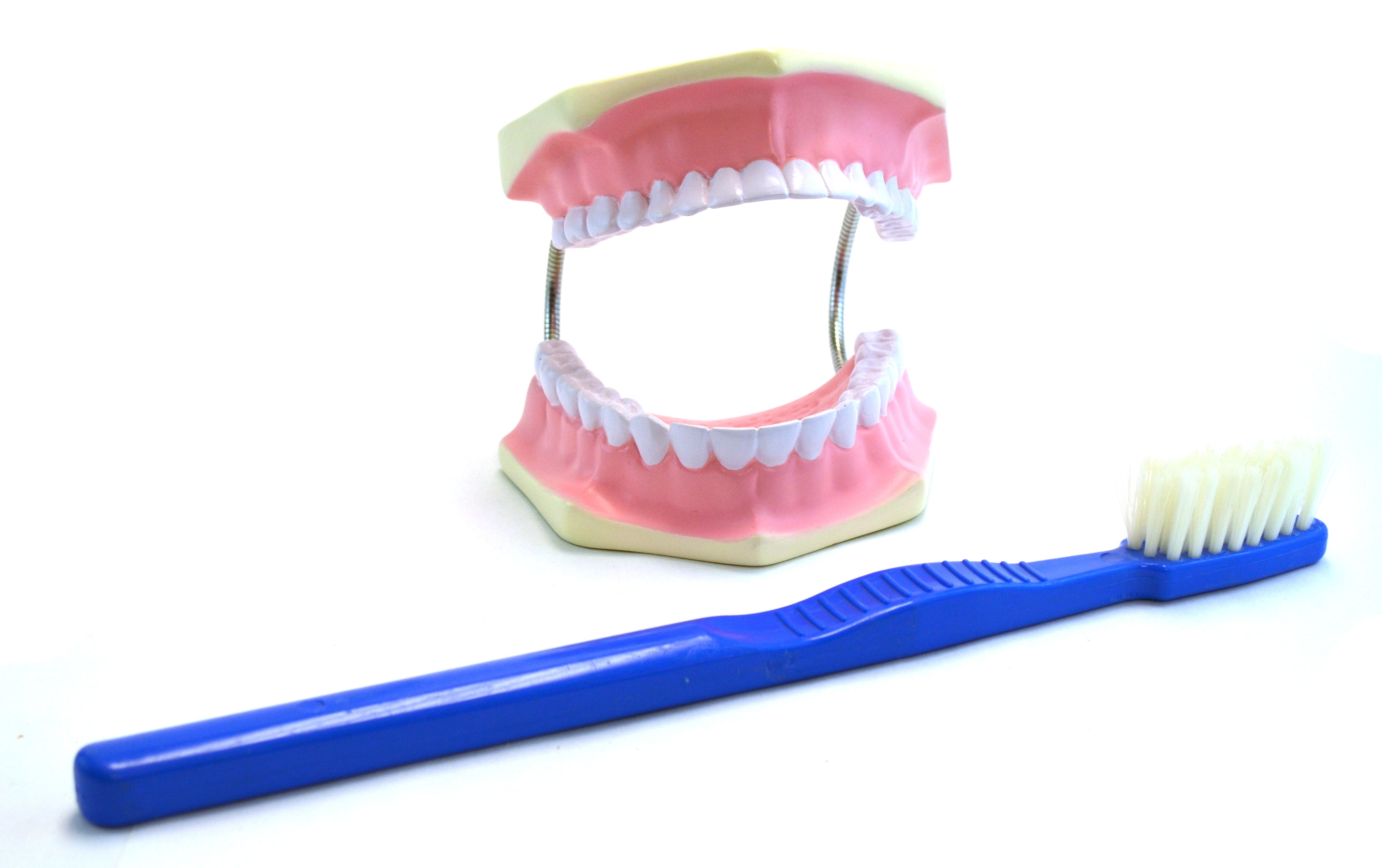 Giant Dental Care Model with Teeth, Gums, and Toothbrush, 3X Life Size