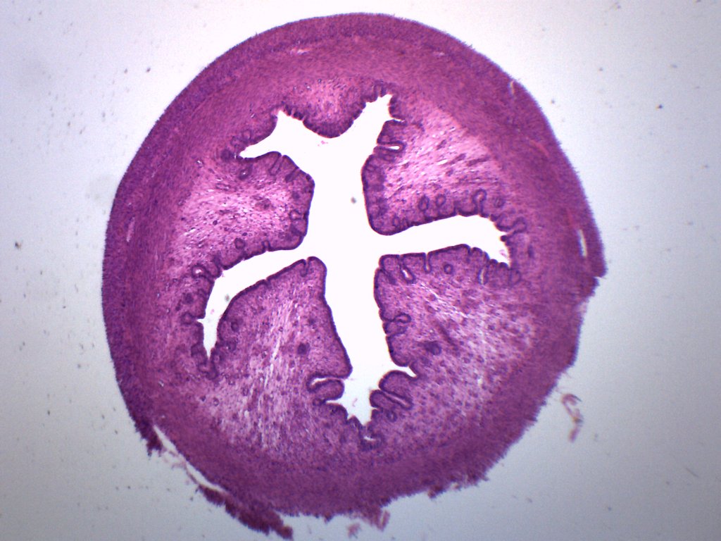Animal Uterus Section Prepared Microscope Slide