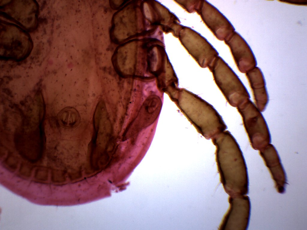 Tick Histology Wholemount Prepared Microscope Slide