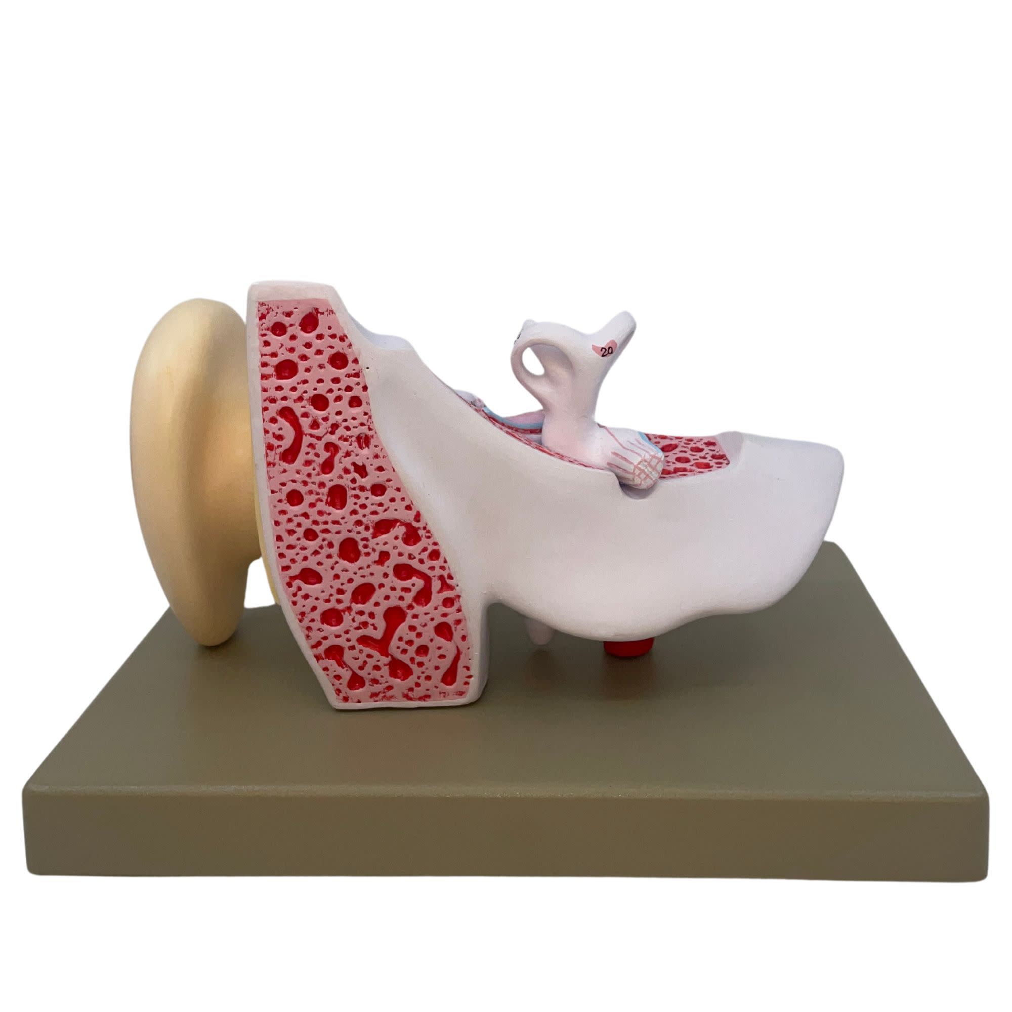 3-Part Human Ear Model, 3X Enlarged, 29 Features