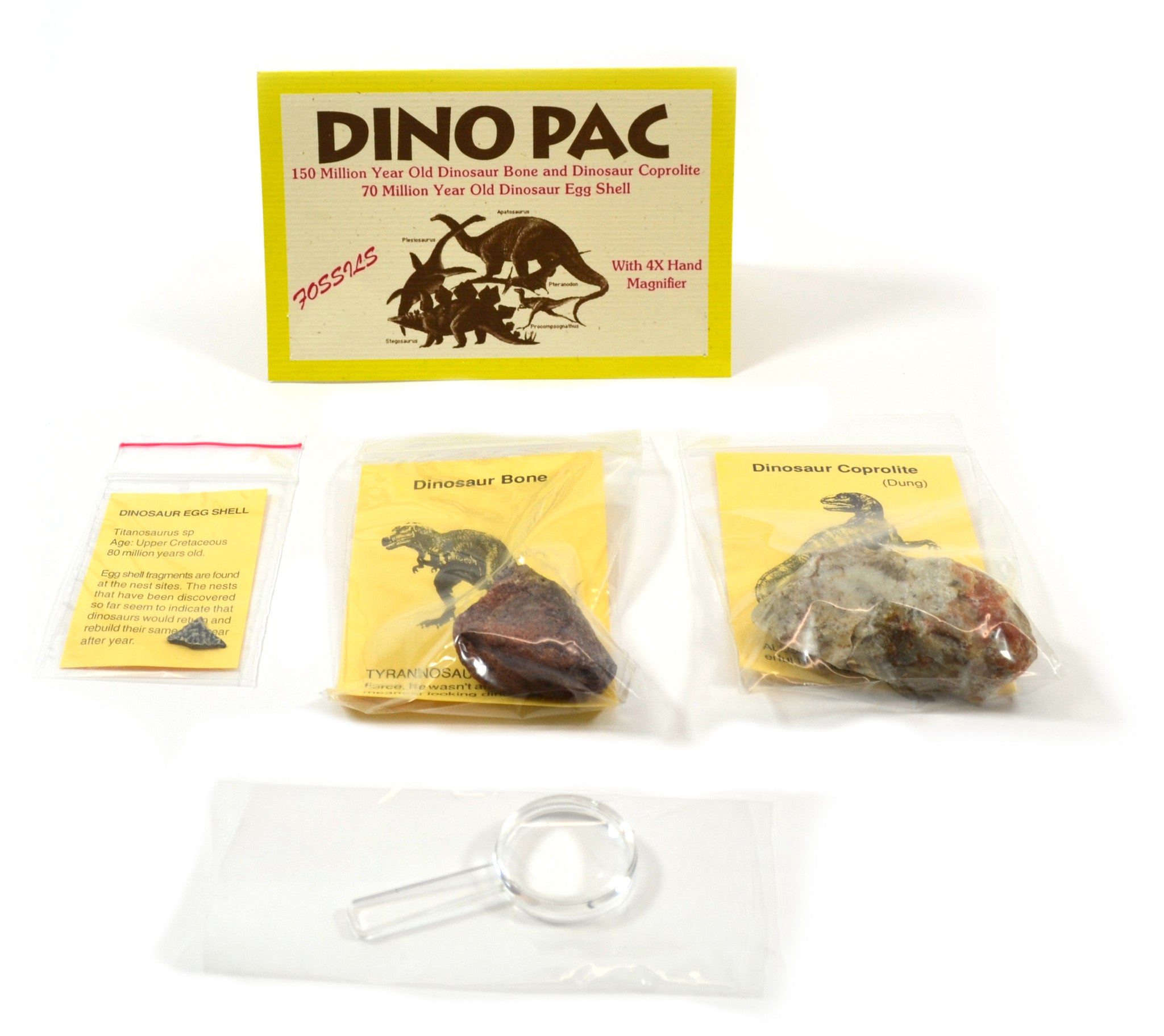 Rare Dinosaur Fossil Collection Pack
