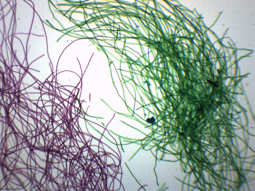 Silk Textile Fibers Wholemount Prepared Microscope Slide