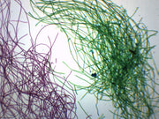Silk Textile Fibers Wholemount Prepared Microscope Slide