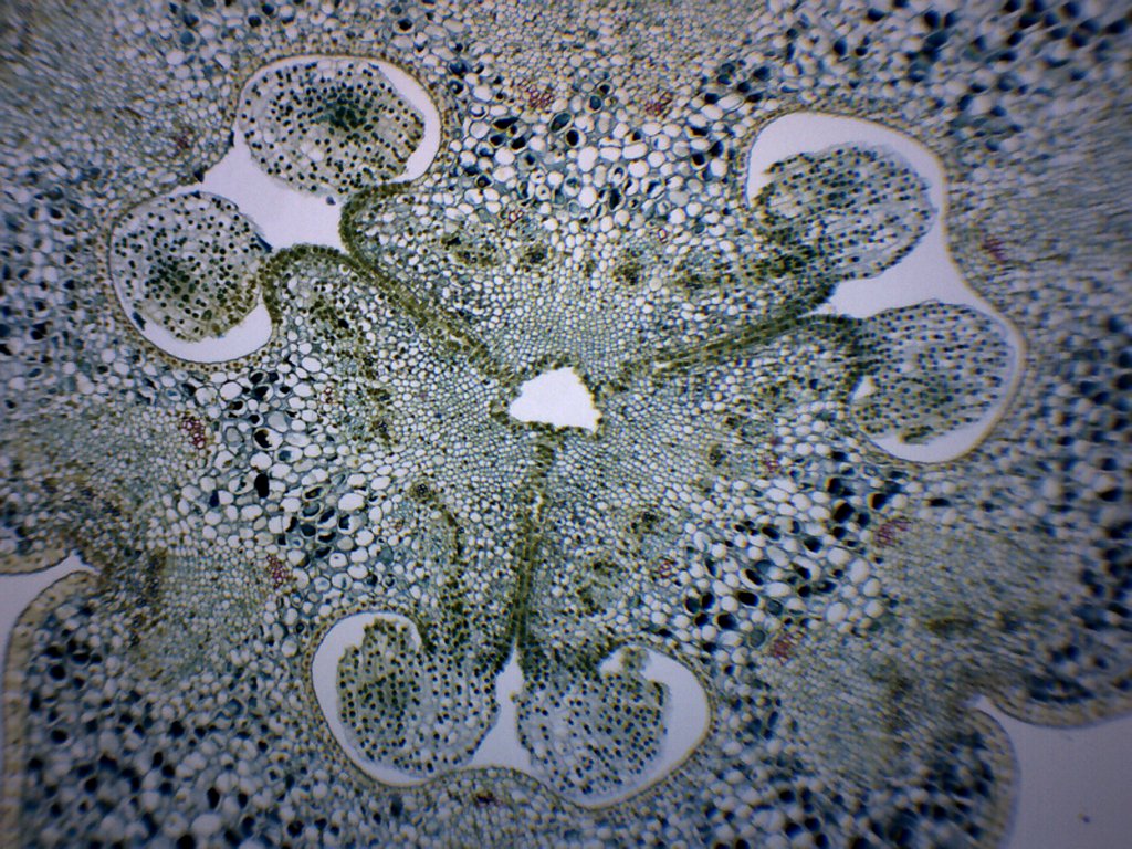 Lilium Ovary Prepared Microscope Slide