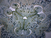 Lilium Ovary Prepared Microscope Slide