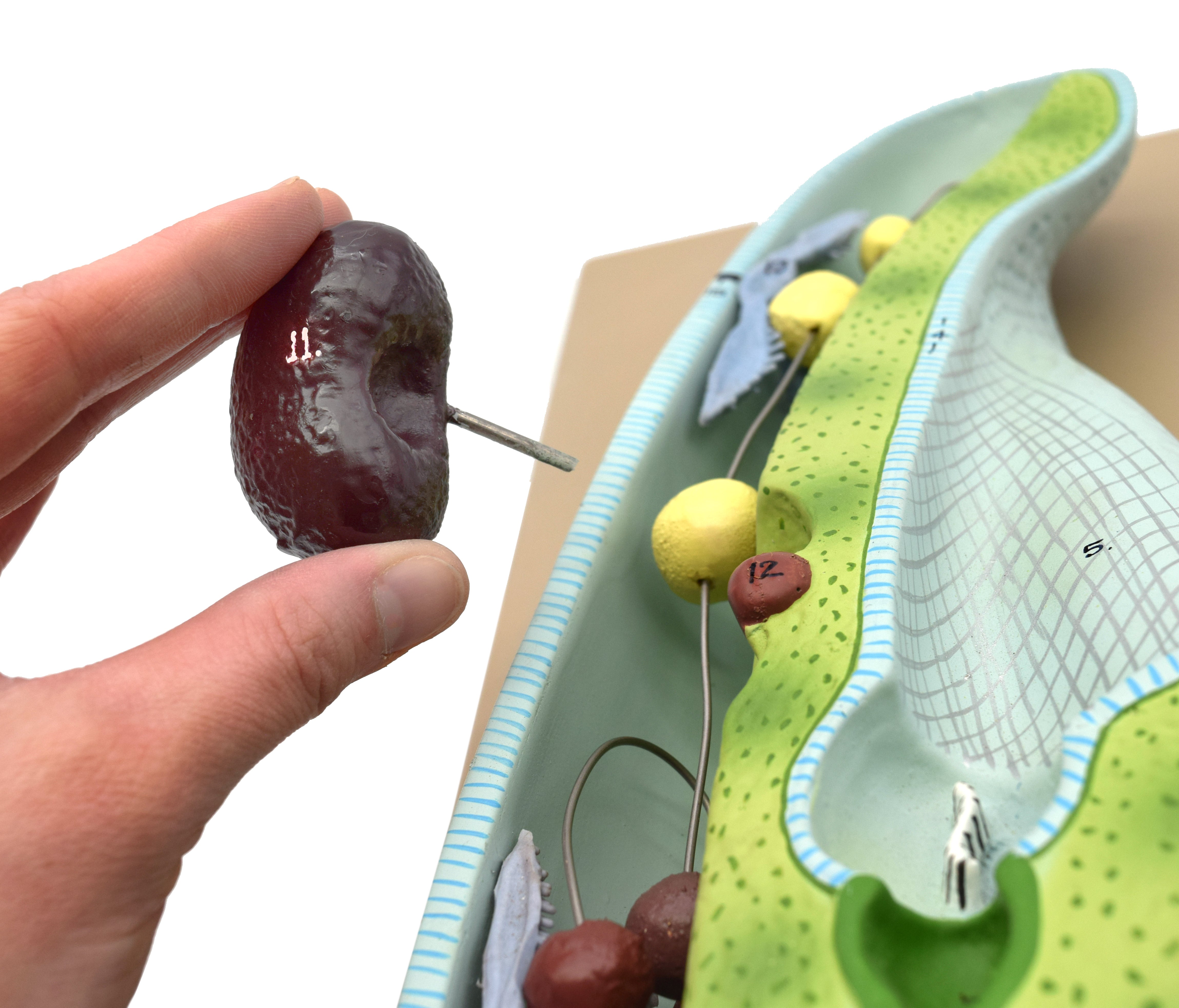 3D Paramecium Sectional Anatomical Model on Base with Removable Parts, 18 x 8 inch